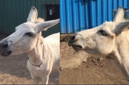 Indian singing donkey\'s video is ruling the Internet