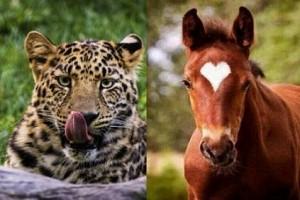 This leopard and horse are dating? Video takes internet by storm