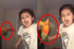 Video Viral! Little girl trains pet bird to attack anyone she wants! Internet is stunned