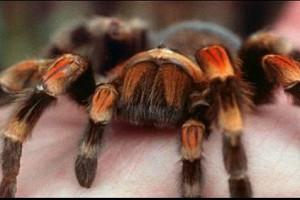 Man buys pet spider to stop mother-in-law from visiting, the result is hilarious!