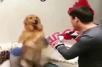 Man does boxing with dog, what happens at the end is hilarious