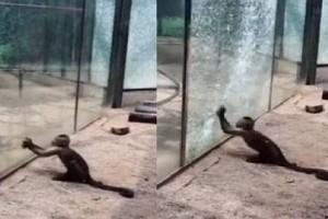 Video: Monkey sharpens stone, breaks glass with it in an attempt to escape zoo!