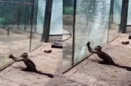 Monkey sharpens stone, breaks glass with it to escape: Video