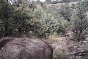 A Mountain Lion Waiting to Attack an Animal In This Viral Image; Can You Spot It? How Long Did It Take You?    