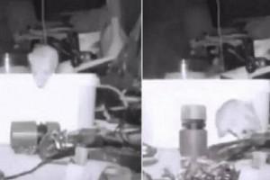 Mouse Puts Old Man’s Tools Back Into Its Place in Viral Video!