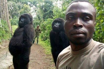 Gorillas taking selfie with officers is breaking the internet!