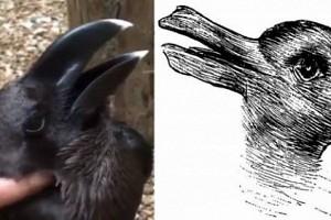 Rabbit or crow - What do you see? This video is confusing the Internet!