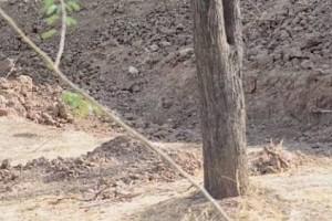 Find The Leopard Hidden In This Viral Photo; He Is Staring At You!