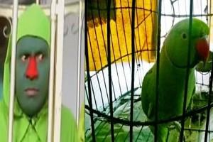 VIRAL VIDEO: ‘Talking Parrot’s’ Dialogue, Speaks like ‘Man’ and Makes ‘Fun’