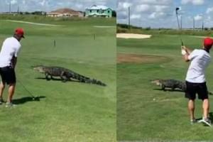 This man playing golf while crocodile strolls is all kinds of 'Marana bangam'!