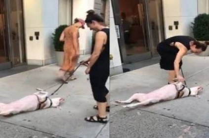 Video of dog refusing to walk is all of us on Mondays