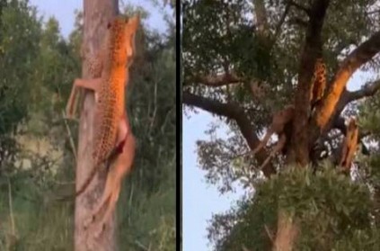 video of leopard climbing tree with prey leaves twitter stunned 
