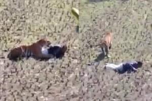 Man Acts Like Dead to Escape from Tiger! Viral Video!