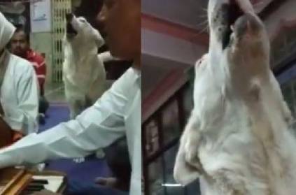 Viral video Stray dog sings “bhajans” along with devotees in temple