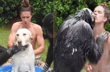 Watch monkeys bathing Doggo and hooman - video