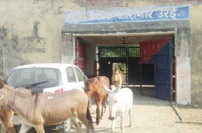 Police arrest 8 donkeys for this reason