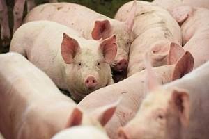 African Swine Flu Attacks India; Fearing Spread, 2500 Pigs Killed in Assam!