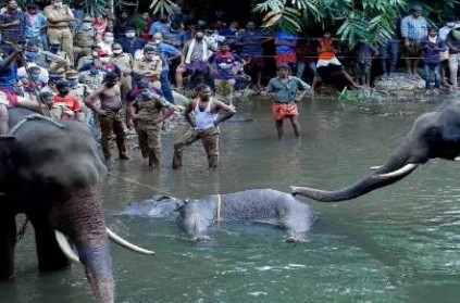 another elephant death in kerala likely due to crackers jaw broke