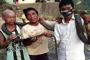 'Because of lockdown, no rice was left,' Hunters Kill 12-Feet Long King Cobra For Meal