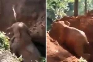 Watch Video: Baby Elephant Falls Into Ditch, Gets Rescued; Mother Returns To Say 'Thank You'