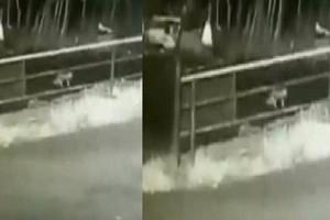 Watch Video: Baby Falls Off Speeding Car, As Parents Sleep Off