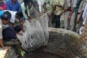 Watch Bizarre Video: Hungry Bear Goes Uninvited For A Wedding "Nanban" Style