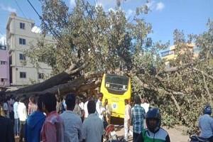 Big tree Fell on ‘Running School Bus’; Children Scared, Driver injured!