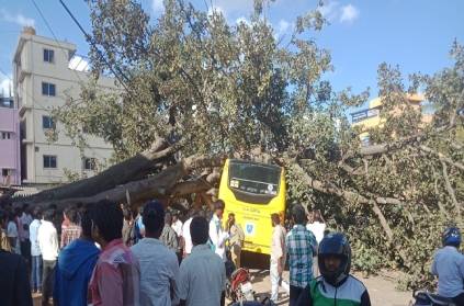 Big Tree fell on school bus in Bangalore, driver injured