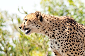 Random video shot by boys shows cheetah, family shocked