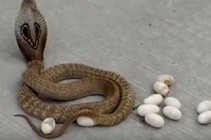 Watch Video: Cobra lays eggs in the middle of the street