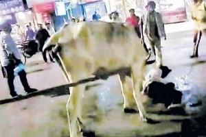 Angry Mother Cow Attacks RickShaw Puller Takes Revenge: Video Goes Viral! 