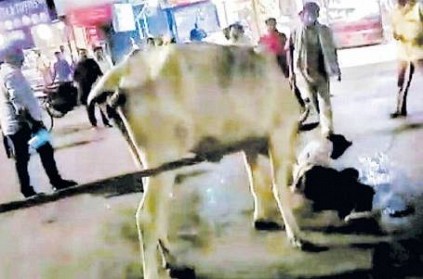 Cow takes revenge on rickshaw puller in Machilipatnam