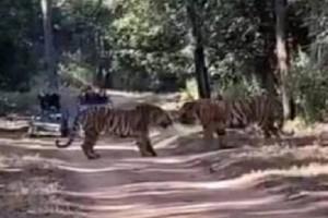 WATCH: Two Tigers Caught In A Deadly Fight; Best To Listen With Earphones! 