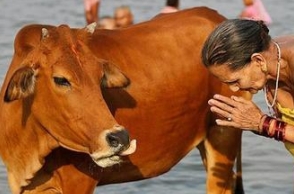 ‘Declare Cow as the national animal’ : Hindu Dharma Sansad