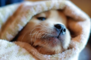 Delhi man rapes female puppy to death