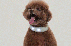 Dogs get radium bands to be saved from road accidents