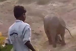 Disturbing Video: Elephant Kills Man After People throw Stones At Its Newborn