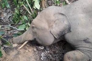 Elephant shot dead, shooter absconding