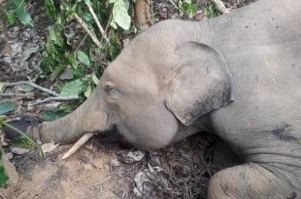 Elephant Shot Dead in Bengaluru\'s Kodagu Village, Shooter Absconding