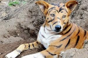 Farmer Paints His Dog To Look Like A Tiger To Scare Other Animals In The Village 