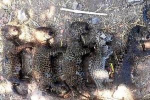 Shocking! Fire set to kill snake, kills new-born leopard cubs instead