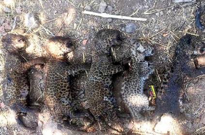 Fire set to kill snake kills new-born leopard cubs instead
