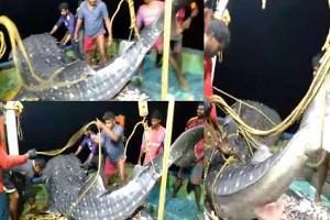 VIDEO: Fishermen in Kozhikode Release Huge Whale Shark Back into Sea