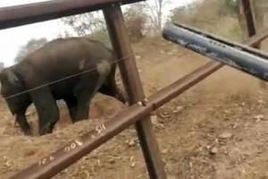 Video: Forest Guards Caught Firing At Elephant; Actor Randeep Hooda Shares Clip With Angry Post!