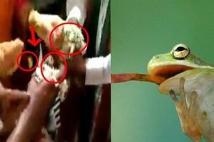 Watch Video! Dear 90s kids, even frogs are married and sent for honeymoon