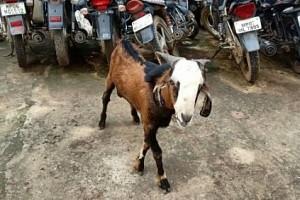 Police Take Goat Under Custody for One Night!