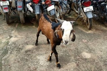 Goat Placed Under Police Custody for One Whole Night