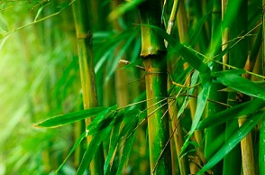 Government removes Bamboo from ‘Tree’ categories