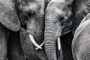 PETA Warns of Another COVID-like Disease From Elephants That Can Be Threat To Public Health