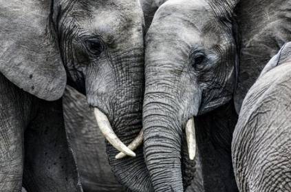 govt warned of another covid like zoonotic disease from elephants